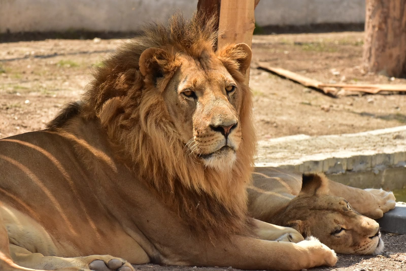 Kil ve Aslan 1