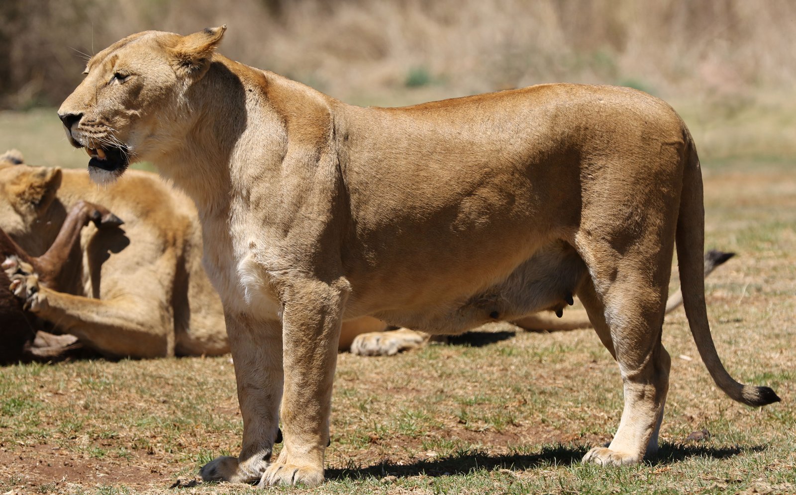 Land of Lion 2