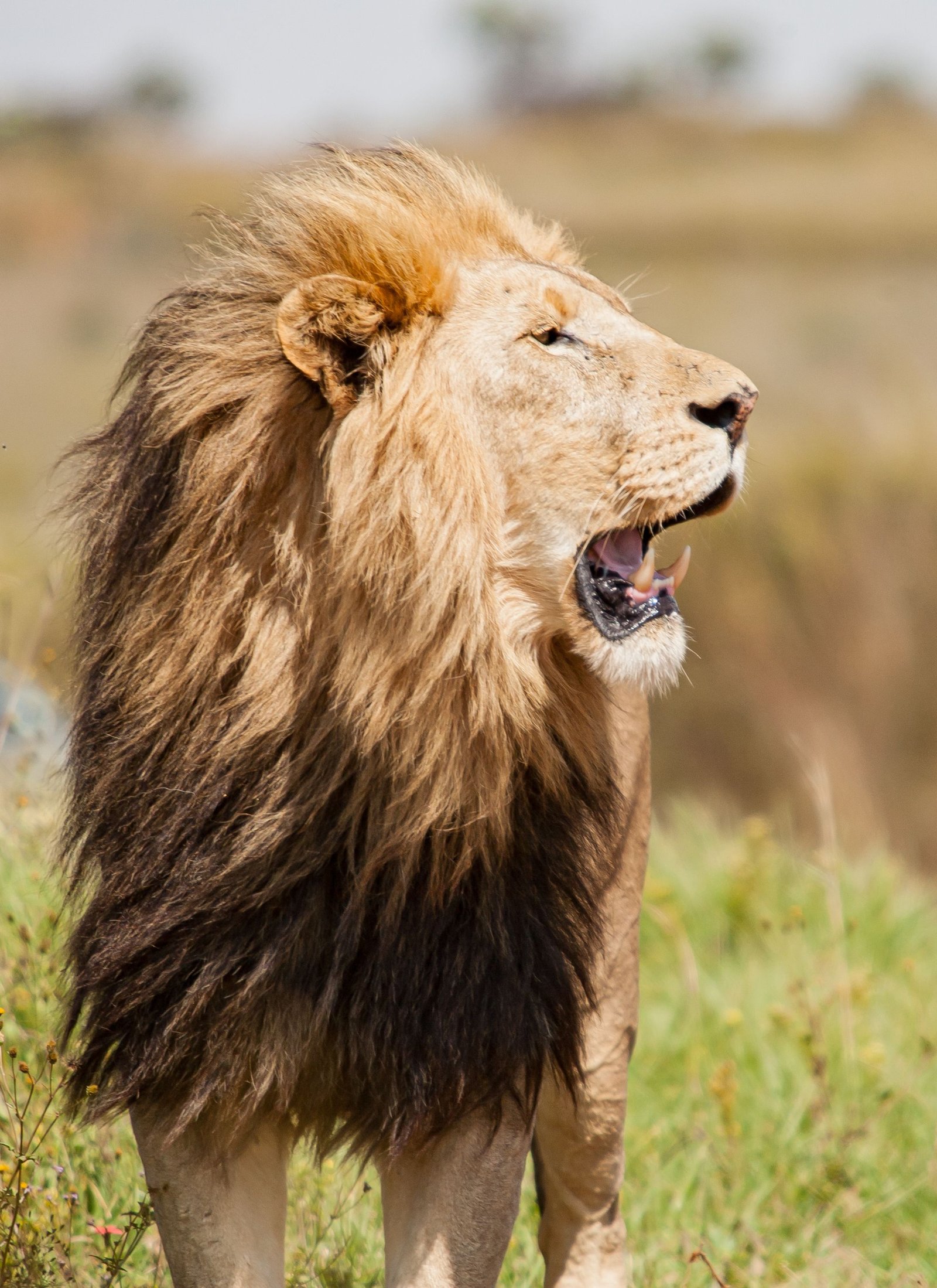 Land of Lion 4
