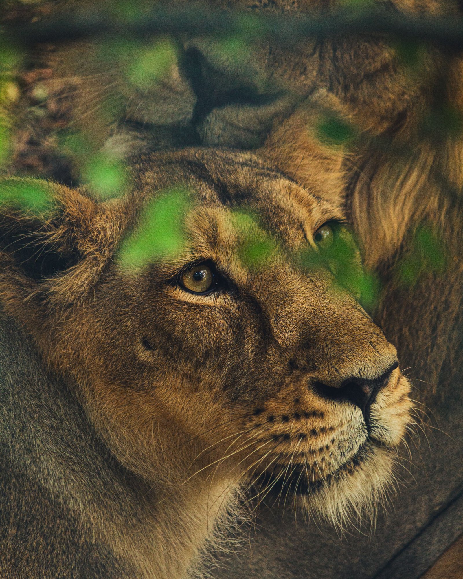 Land of Lion 5