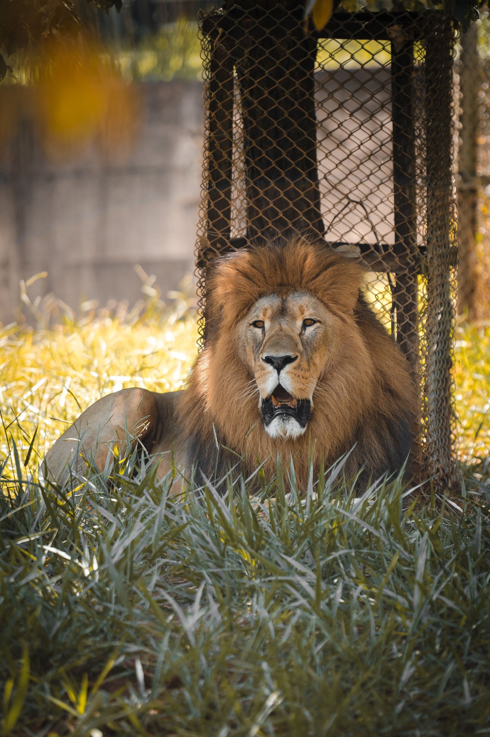 Land of Lion 7
