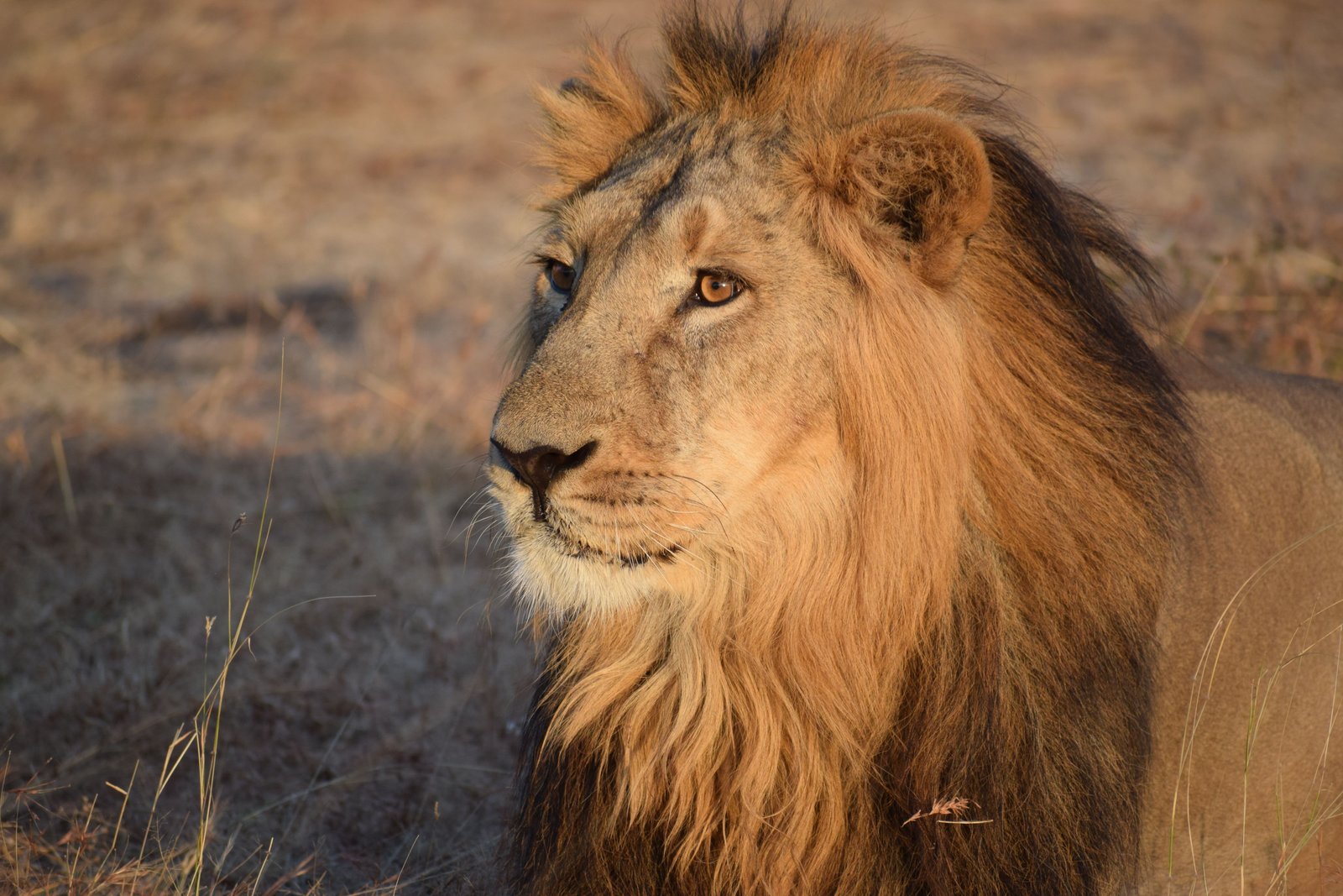 Land of Lions Tour
