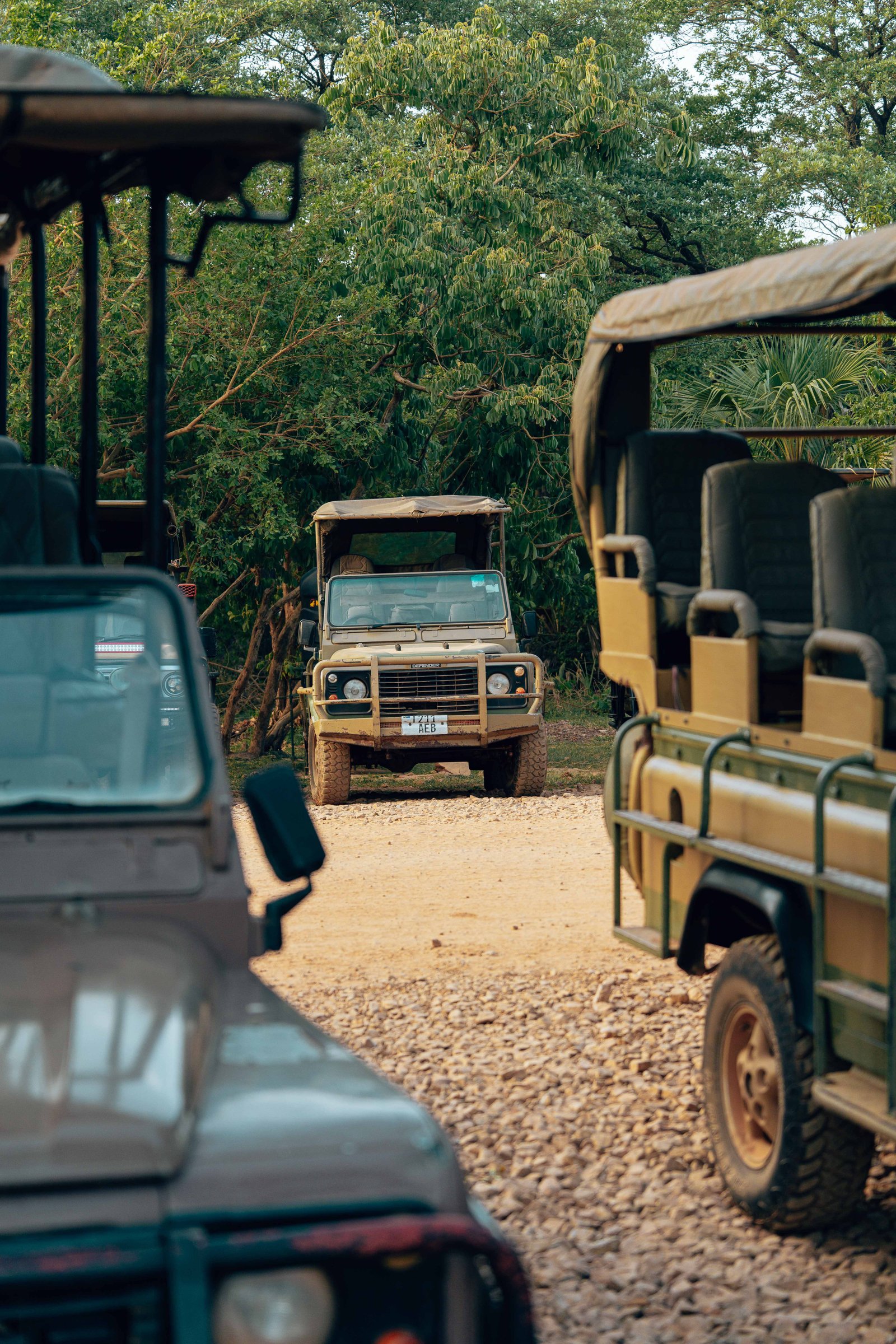 Lion Safari Tour