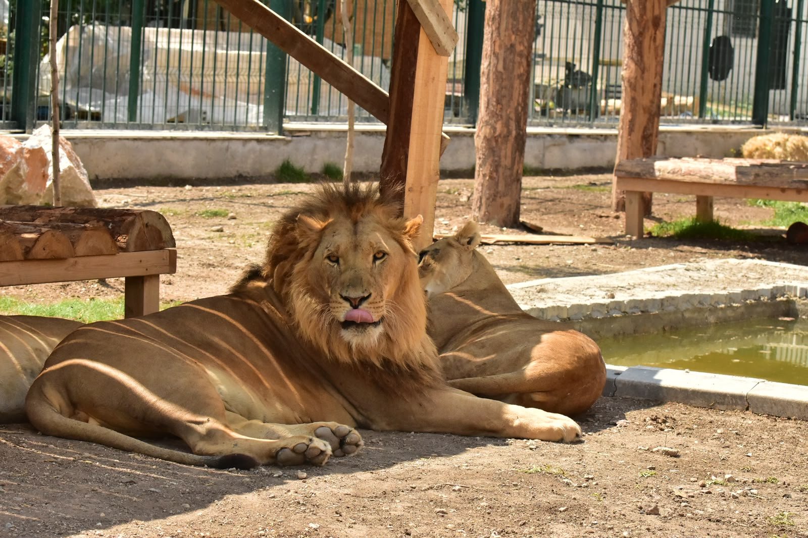 Aslan
