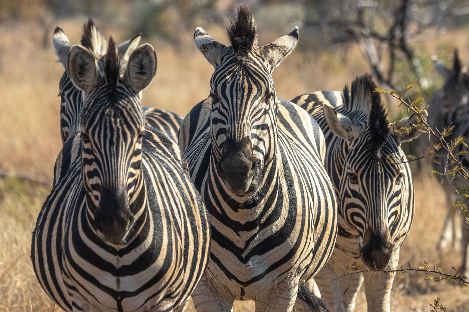 Zebra