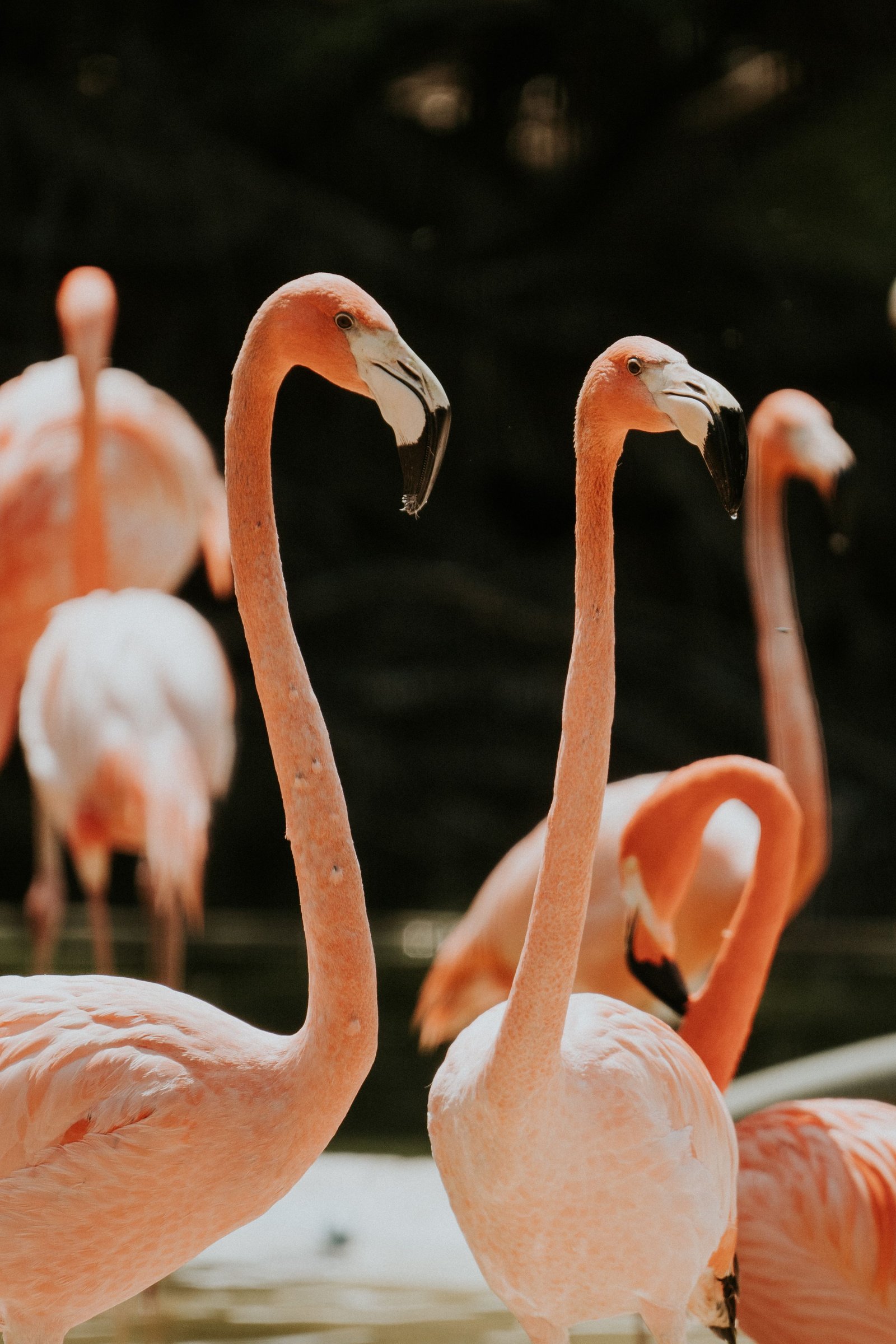 Flamingo