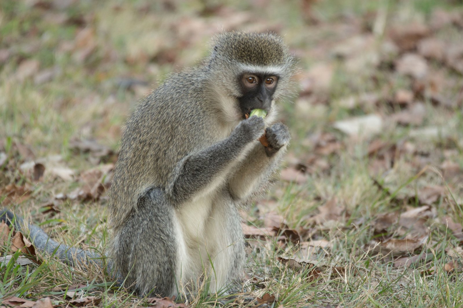 Vervet Maymunu