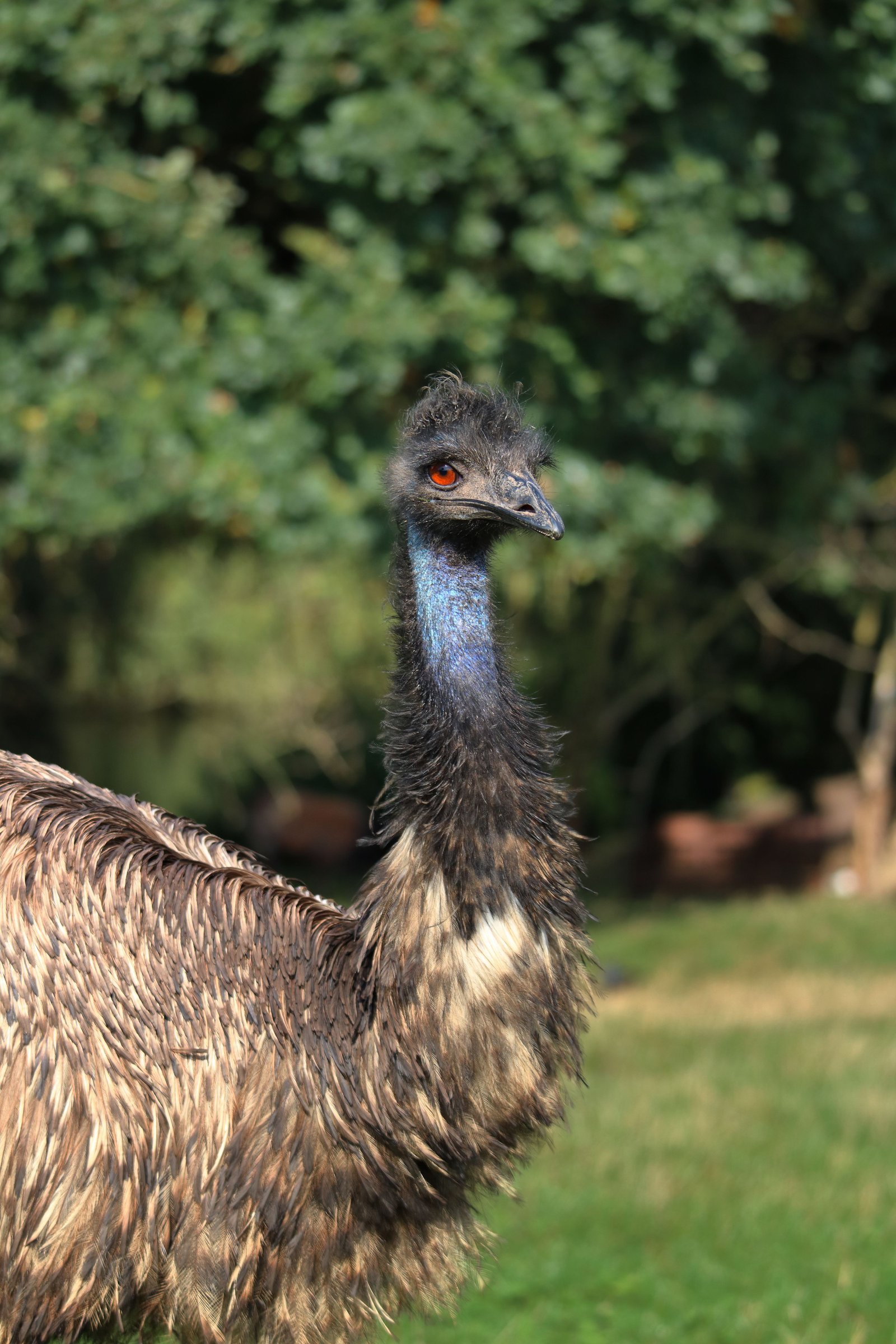 Emu