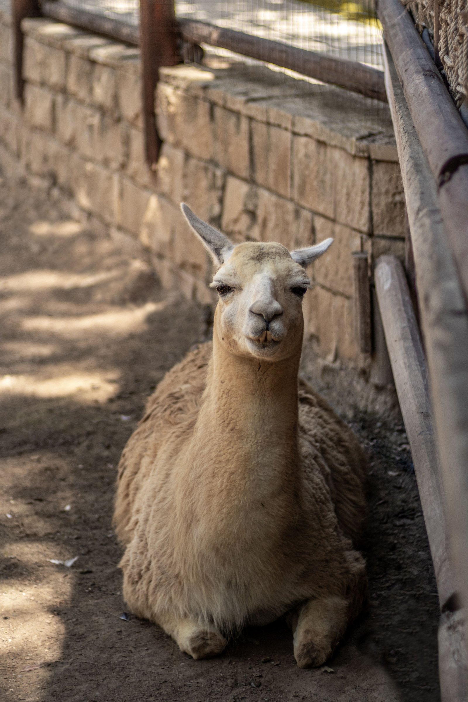 Lama