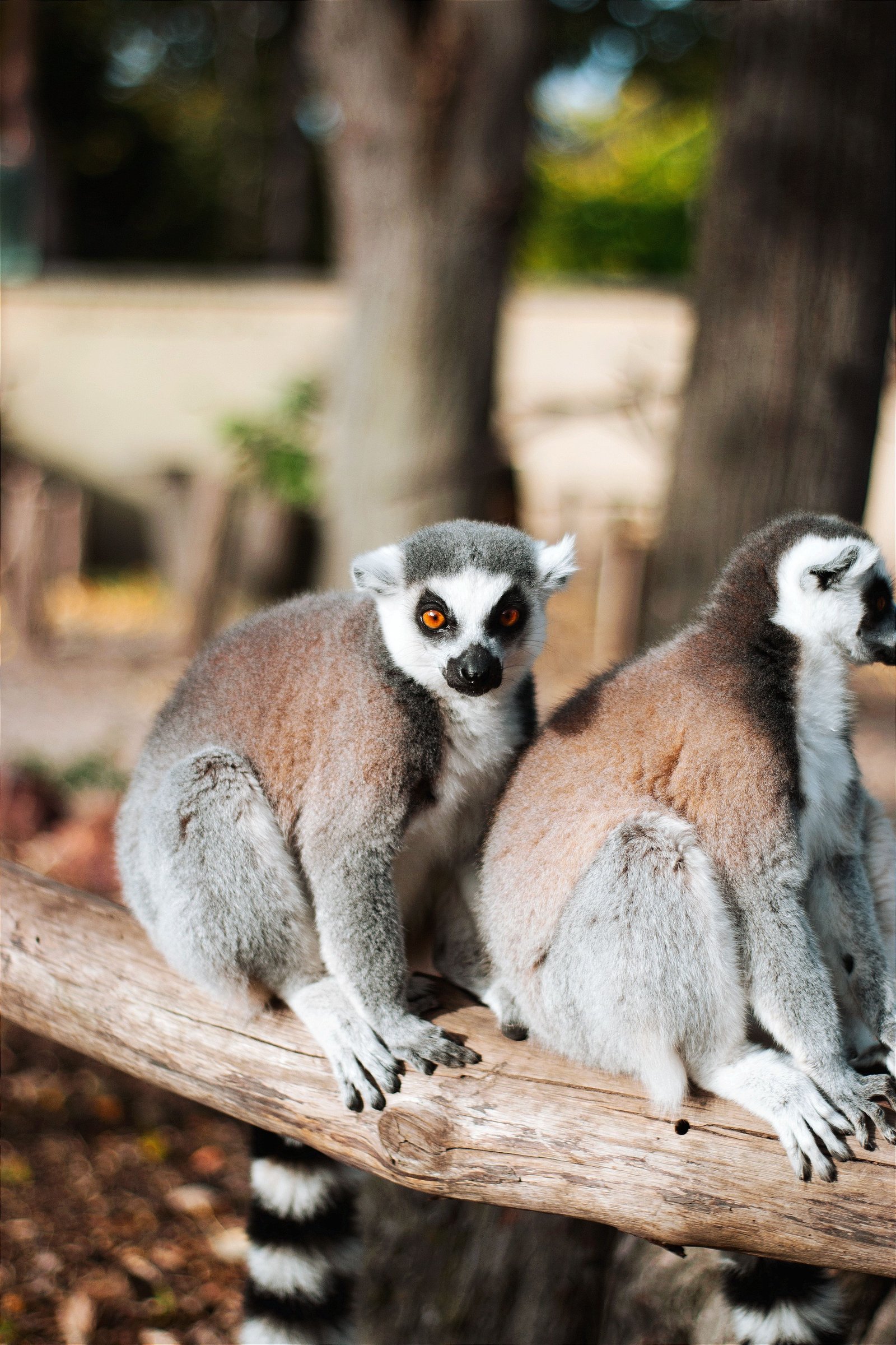 Lemur