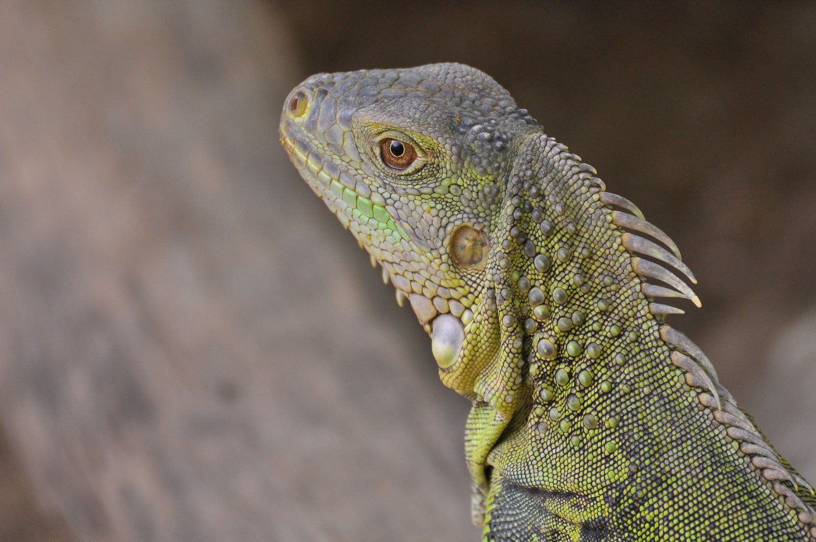 İguana